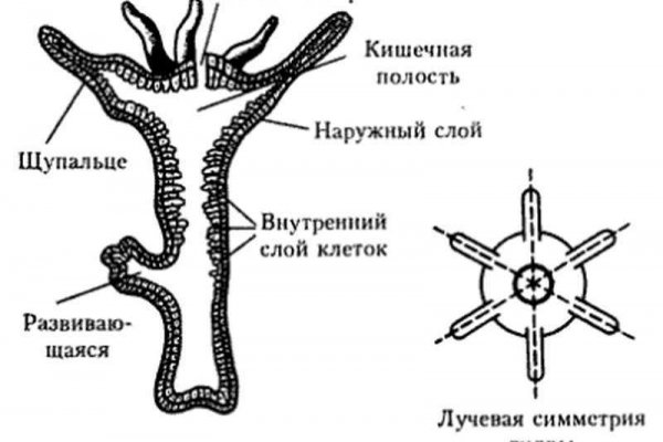 Регистрация на кракен