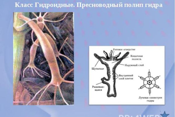 Рабочая ссылка кракен в тор